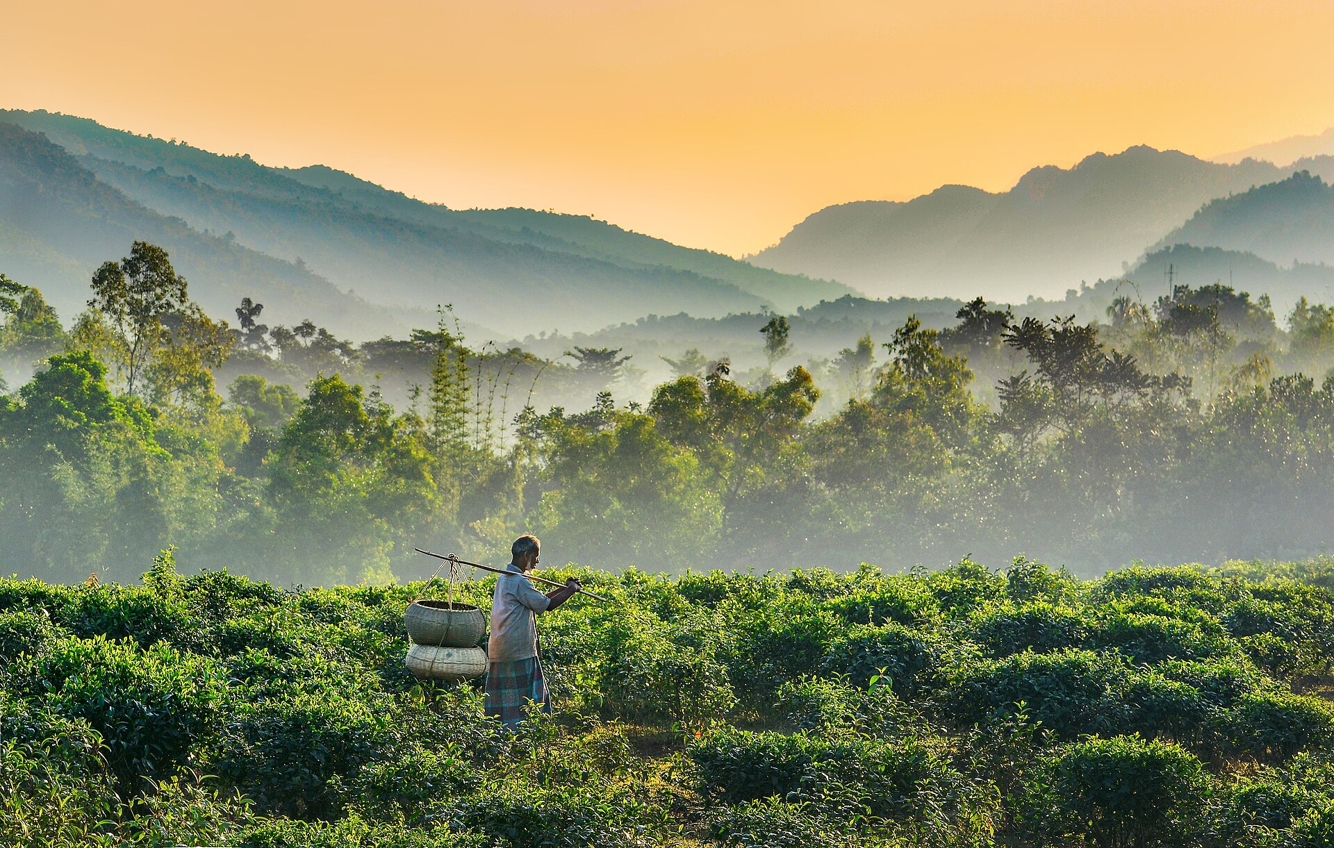 Tea pickers working on a hillside garden at Jaflong, Sylhet, with misty hills behind
