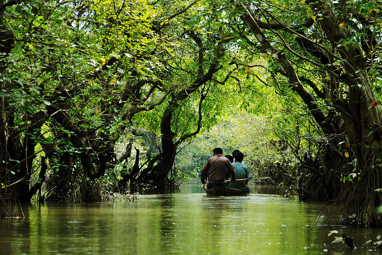 A wooden boat moving through the flooded green trees of Ratargul swamp forest