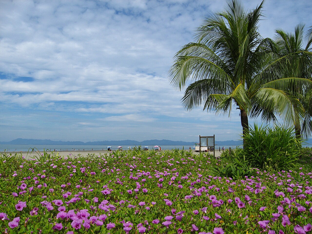 Pink flowers and coconut palms on the shore of Saint Martin's Island