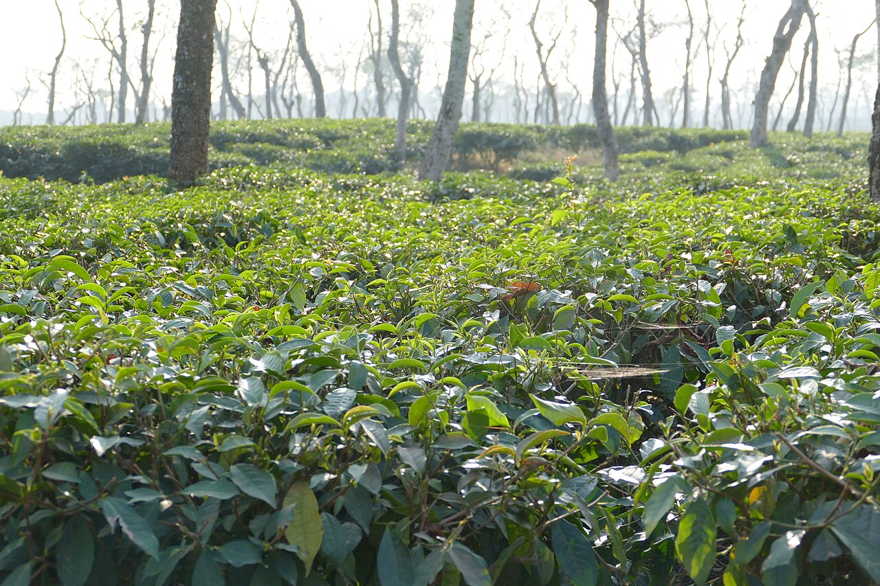 Rows of green tea bushes under shade trees in a Sreemangal tea garden