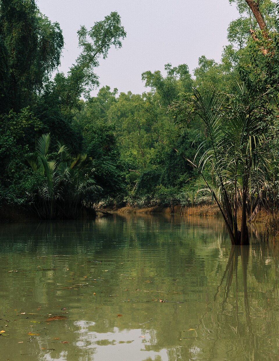 A calm canal lined with dense mangrove trees in the Sundarbans